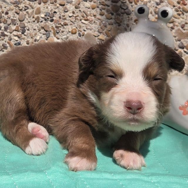 Palmer - Miniature American Shepherd (Mini Aussie) Male
