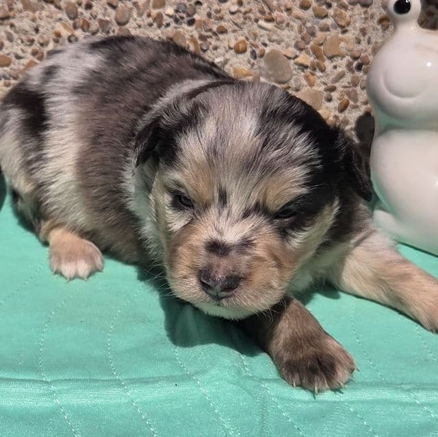 Prince - Miniature American Shepherd (Mini Aussie) Male