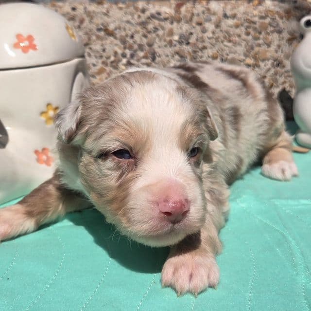 Preston - Miniature American Shepherd (Mini Aussie) Male