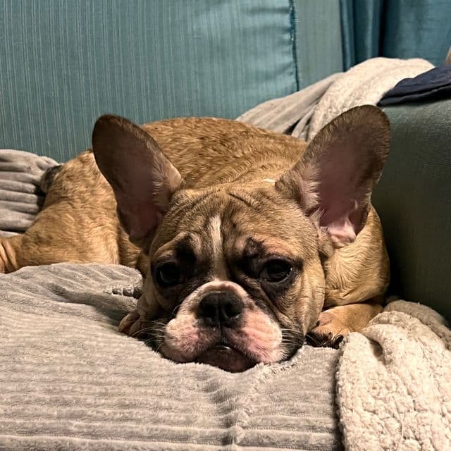 Connor  - French Bulldog Male