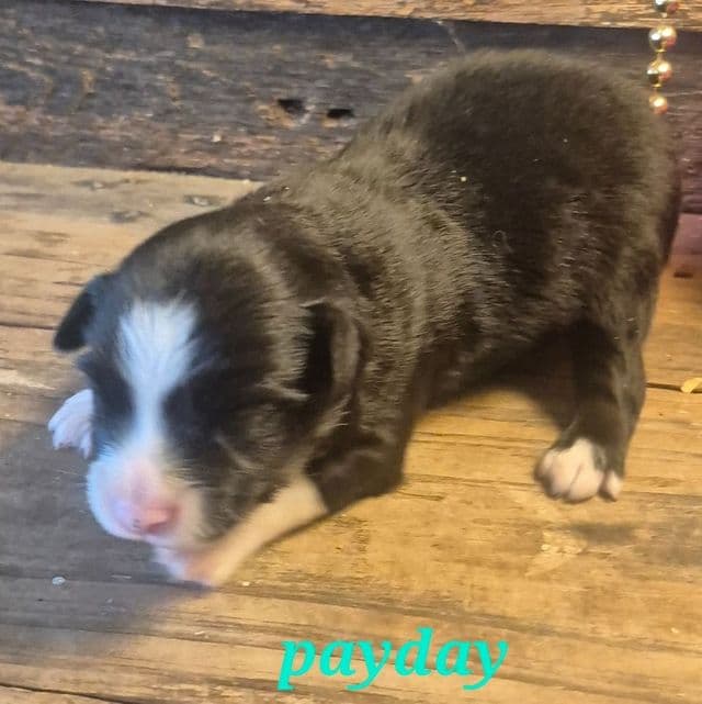 Payday - Miniature American Shepherd (Mini Aussie) Female