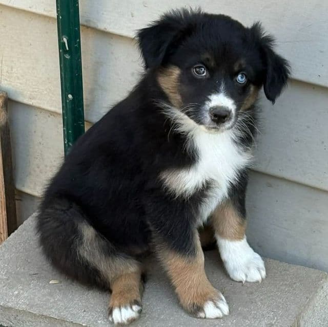 Orgeon - Australian Shepherd Female