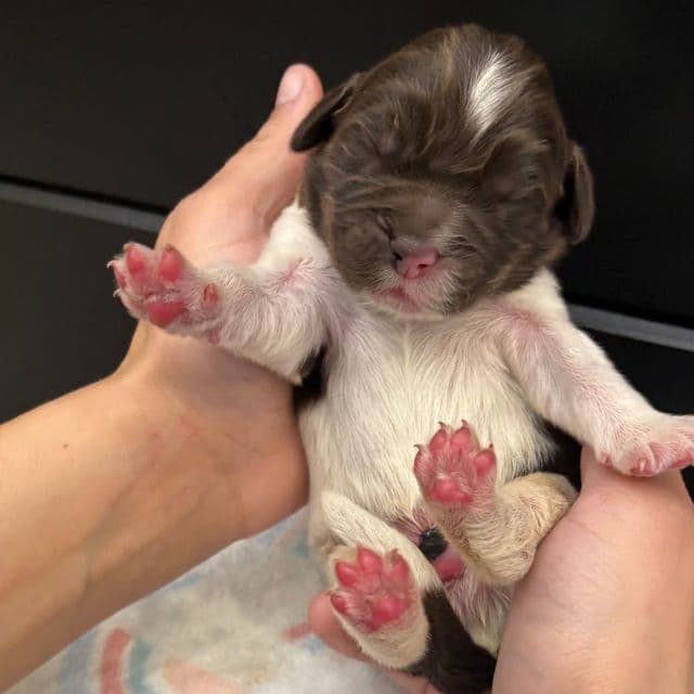 Blaze  - Newfoundland Male