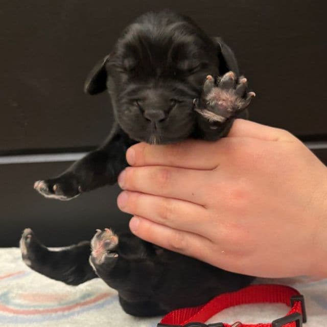 Bae  - Newfoundland Female