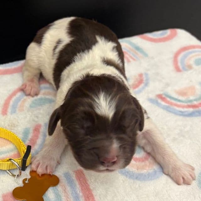 Brooklyn  - Newfoundland Female