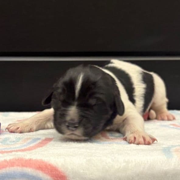 Blossom  - Newfoundland Female