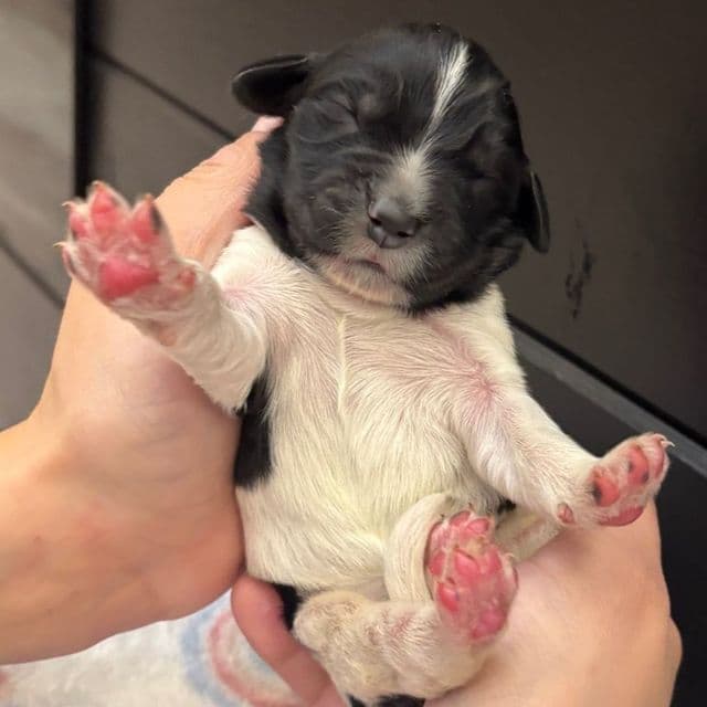 Blossom  - Newfoundland Female