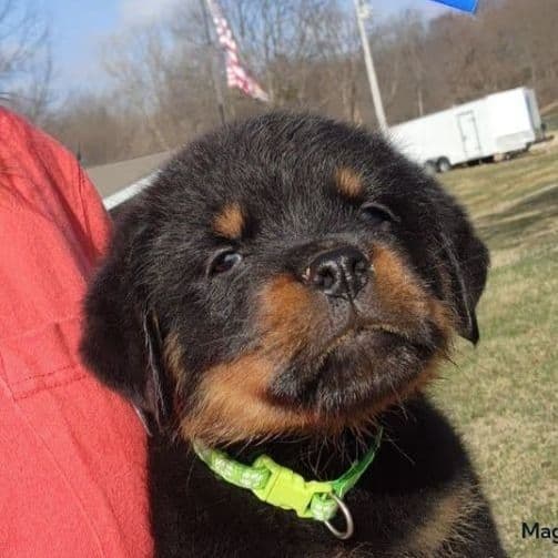Lime collar - Rottweiler Male