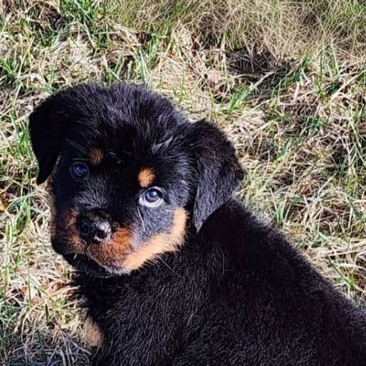 Navy collar - Rottweiler Male