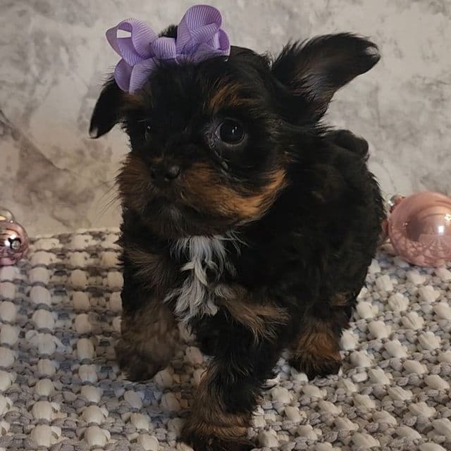 Belinda - Yorkshire Terrier Female