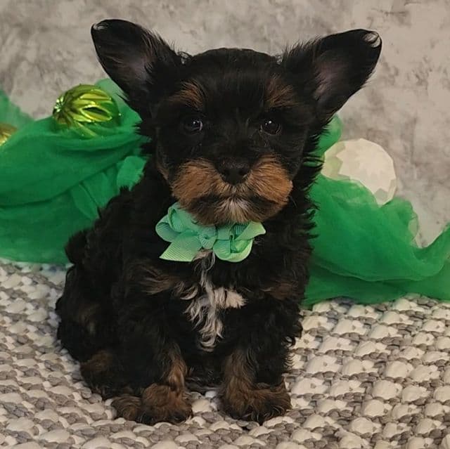 Bastian - Yorkshire Terrier Male