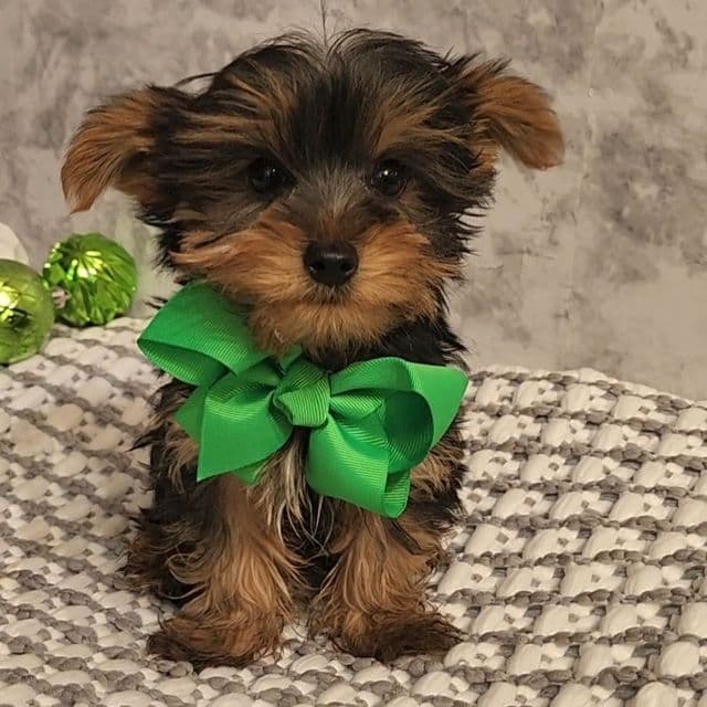 Simon - Yorkshire Terrier Male