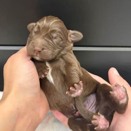 Bear - Newfoundland Male