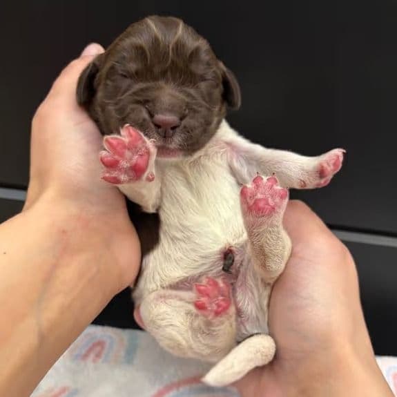 Barbie - Newfoundland Female