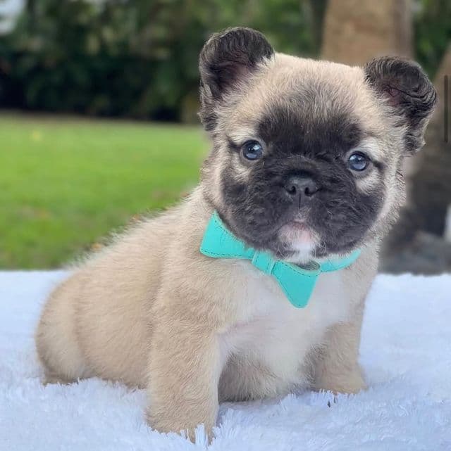 TEDDY BEAR FLUFFY - French Bulldog Male