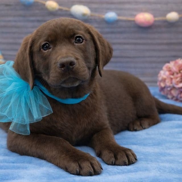 Winston - Labrador Retriever Male