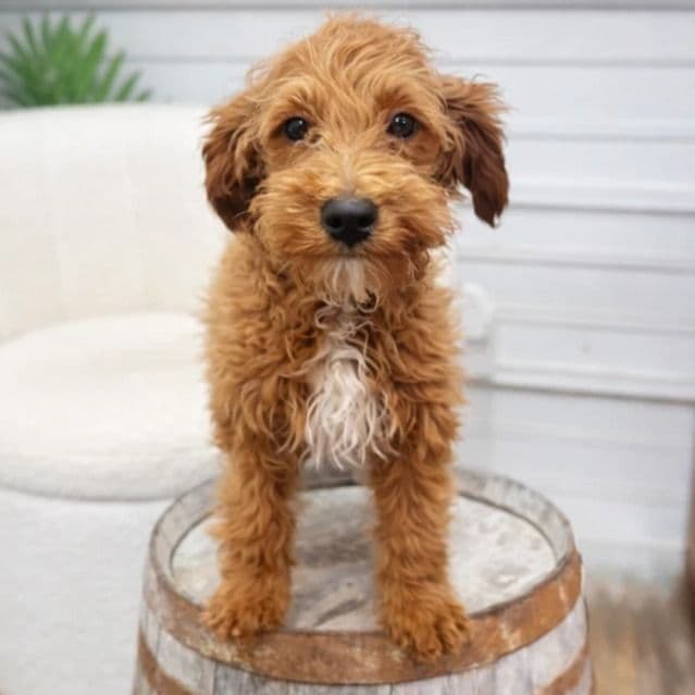 Valentina - Bernedoodle Female