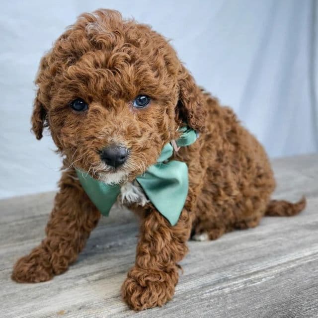 Ivy - Bernedoodle Female