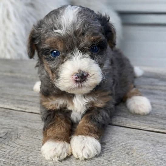 Aurora - Bernedoodle Female