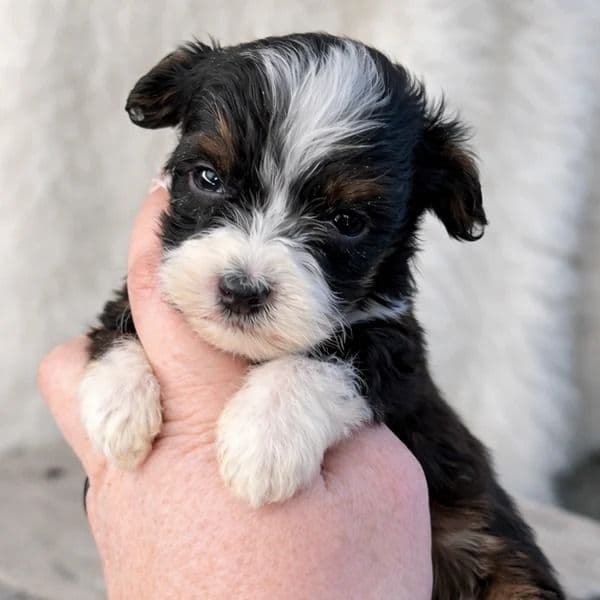 Posie - Bernedoodle Female