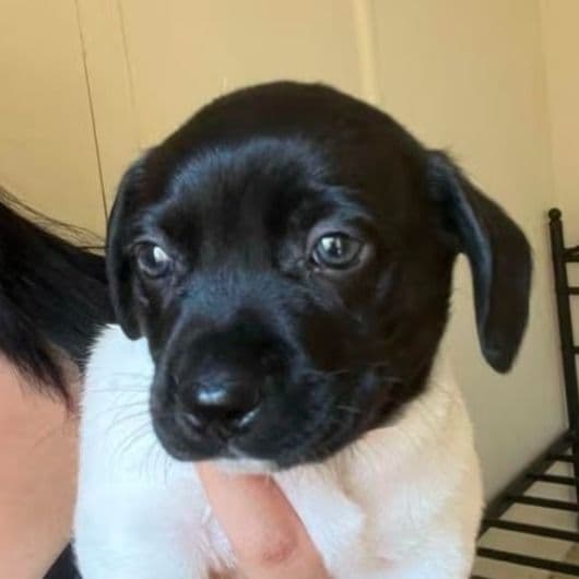 Rocket - Rat Terrier Male