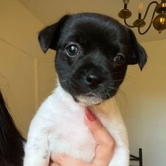 Daisey - Rat Terrier Female