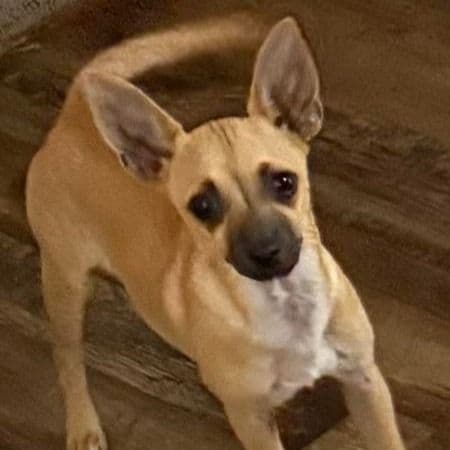STORMY - Chihuahua Female