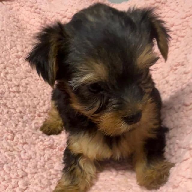 Hallie - Yorkshire Terrier Female
