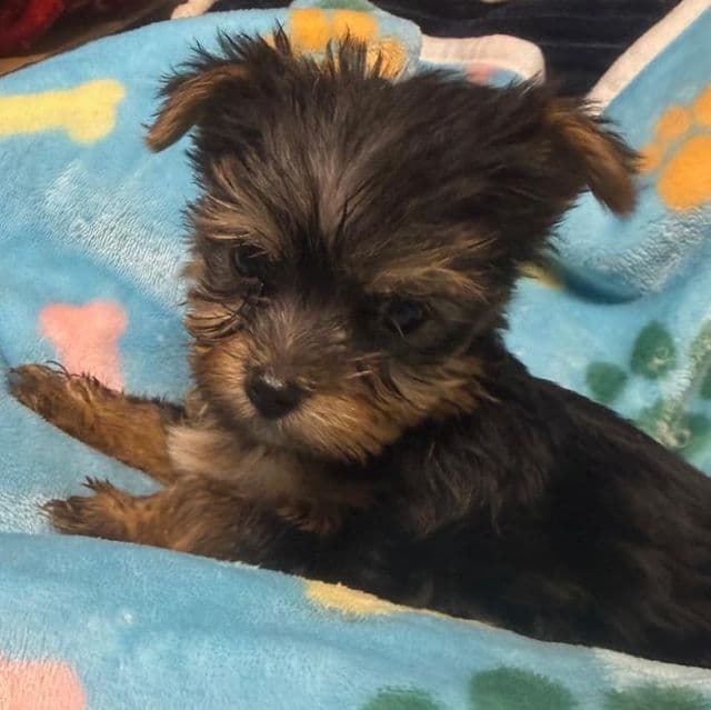 Haughie - Yorkshire Terrier Male