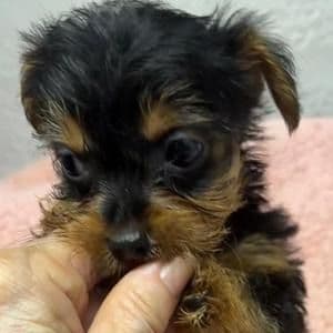 Dixie - Yorkshire Terrier Female