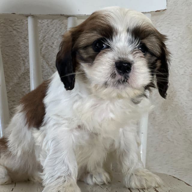 Willow - Cava Tzu Female