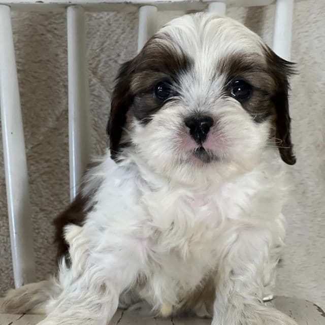 Wilson - Cava Tzu Male