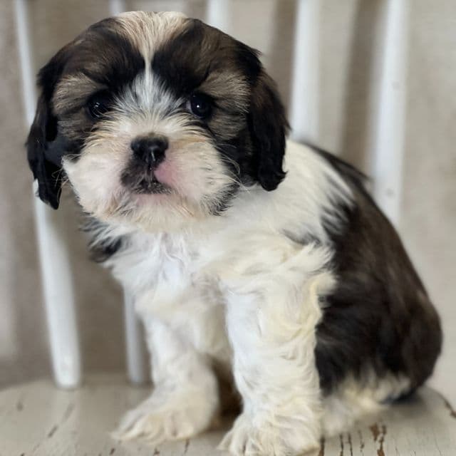 Wally - Cava Tzu Male