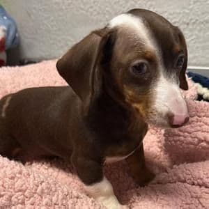Cara - Dachshund Female