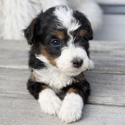 Dante - Bernedoodle Male