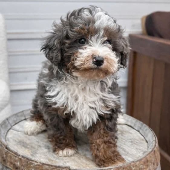 Adam - Bernedoodle Male