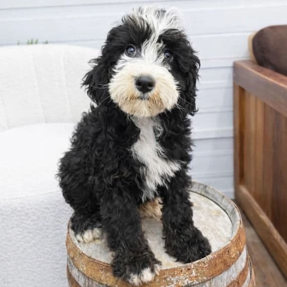 Oscar - Bernedoodle Male