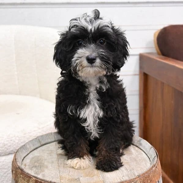 Lucy - Bernedoodle Female