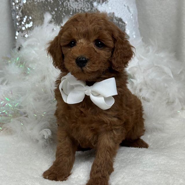Brinley White Boy - Goldendoodle Male