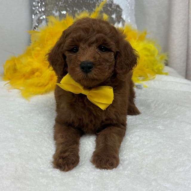 Brinley Yellow Boy - Goldendoodle Male