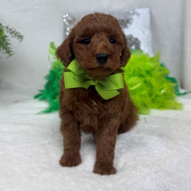 Brinley Green Boy - Goldendoodle Male