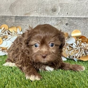 Riggs - Shih-Poo Male