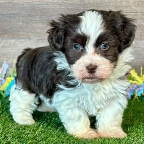 Emme - Havapoo Female