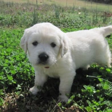 rambo - Golden Retriever Male