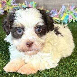 Edgar - Havapoo Male