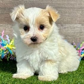 Hannah - Morkie Female