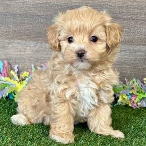 Nori - Maltipoo Female