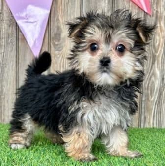 Oaklee - Maltipoo Male