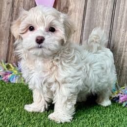Oscar - Maltipoo Male