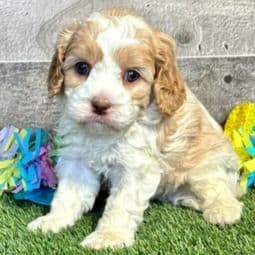 Dion - Cavapoo Male
